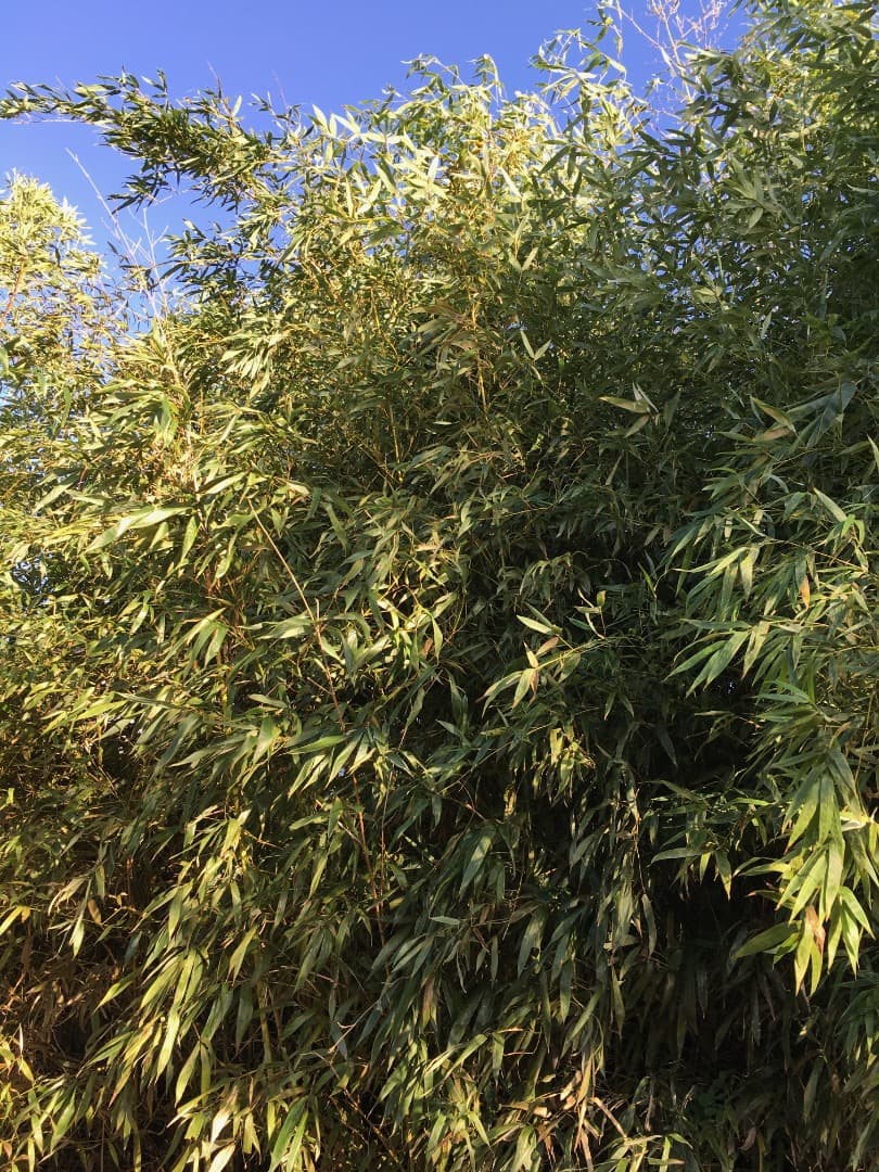 真竹３０本