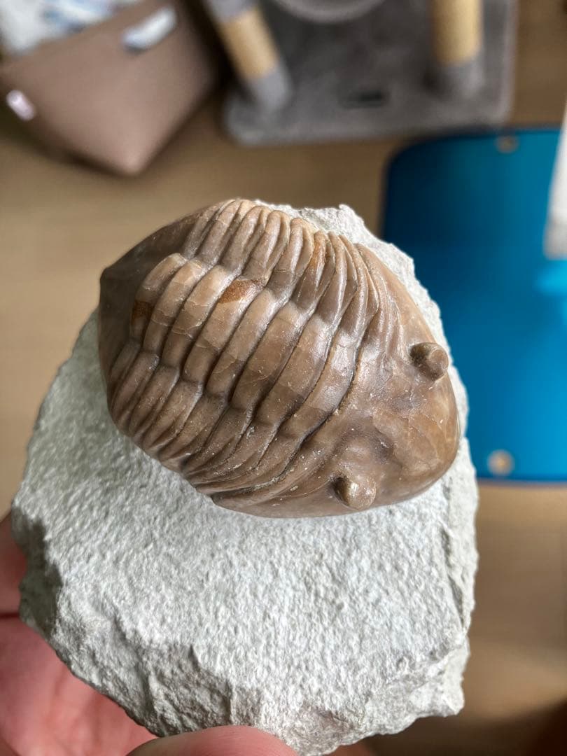 三葉虫(ディクラヌルスとレピデュルスのセット)