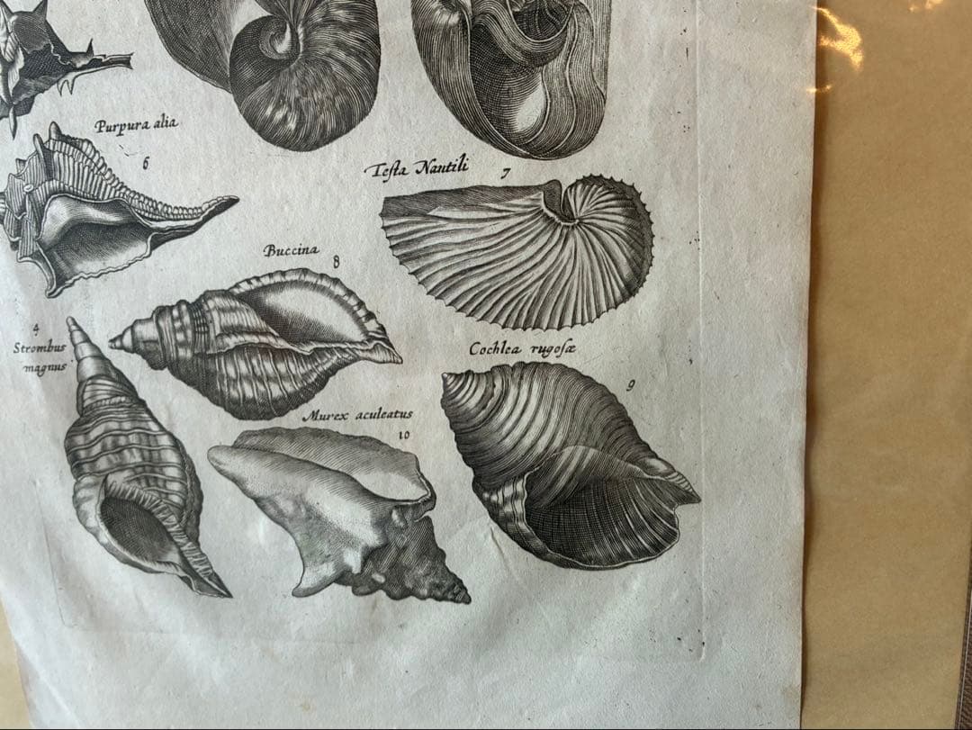 1650年代 ヨハネス・ヨンストン 鳥獣虫魚図譜 古版画 博物画 アンティーク
