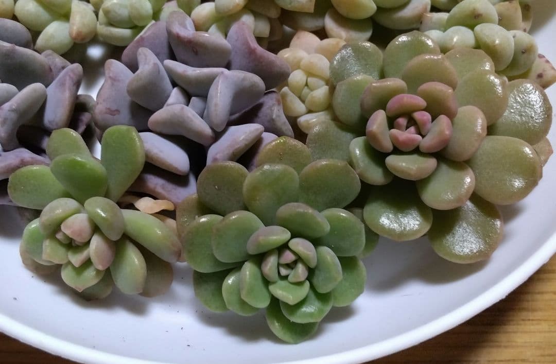 多肉植物　3種　21カット