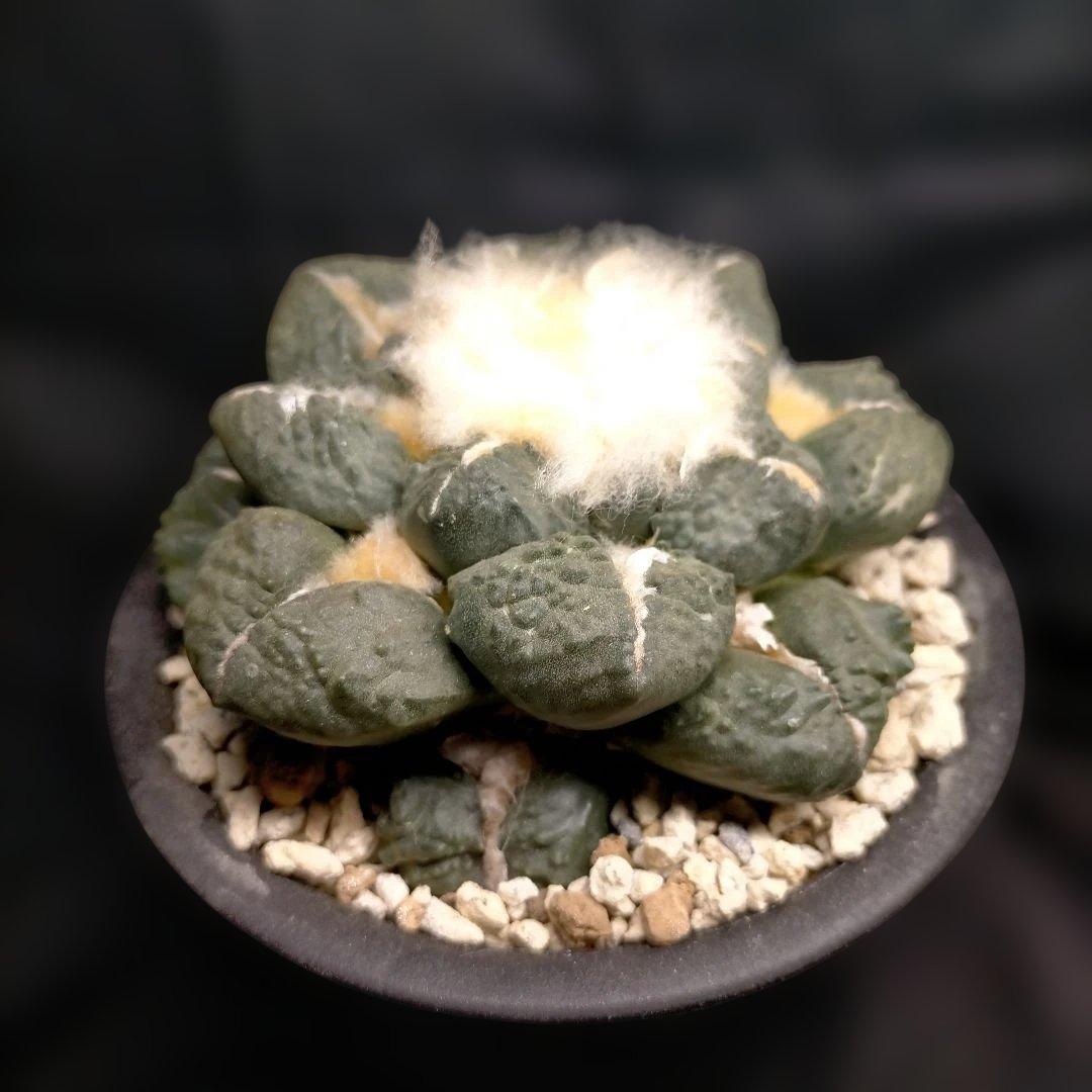 アリオカルプス 連山 丸疣 皺 亀甲牡丹 竜角牡丹 玉牡丹 花牡丹 青磁牡丹