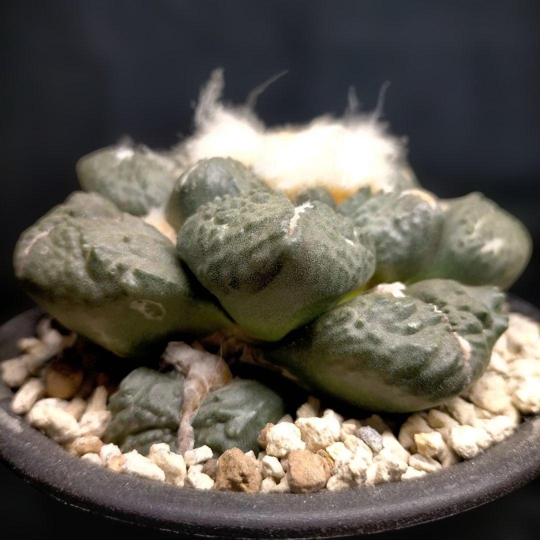 アリオカルプス 連山 丸疣 皺 亀甲牡丹 竜角牡丹 玉牡丹 花牡丹 青磁牡丹