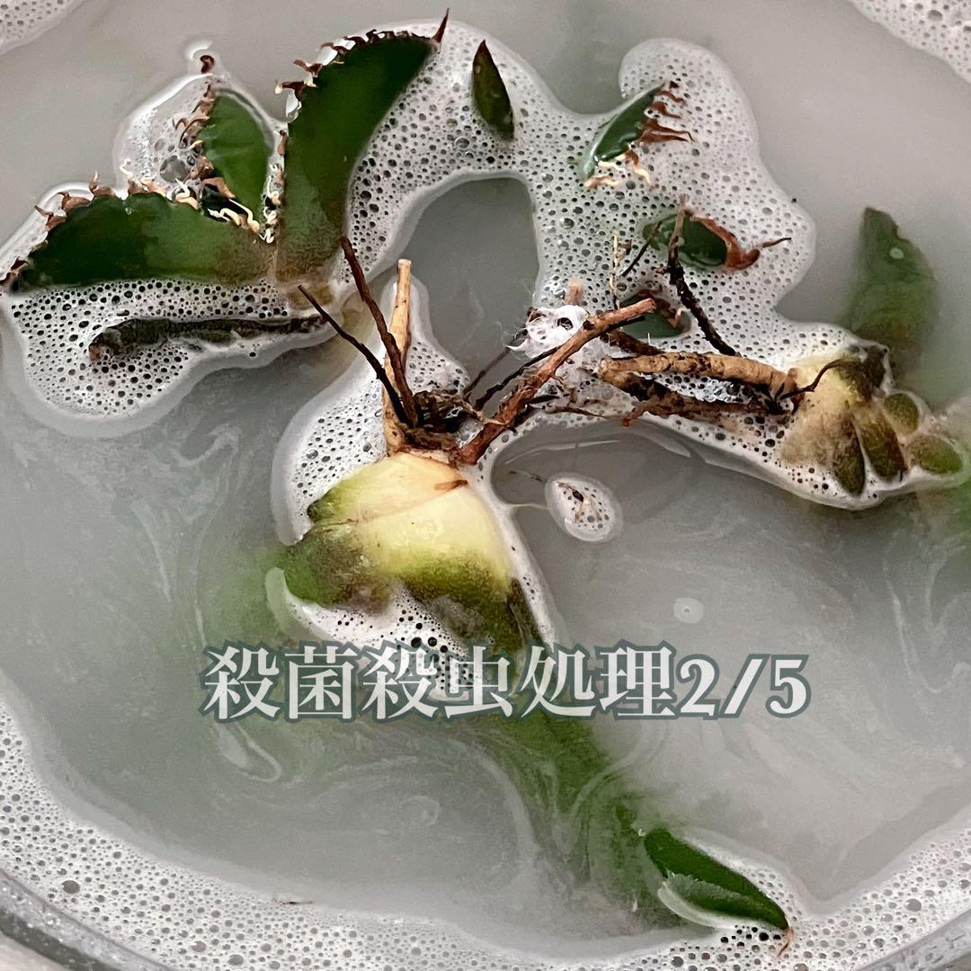 【匿名配送】④選抜　優秀　太棘　アガべ　悪魔TC 上澳園芸　悪魔くん