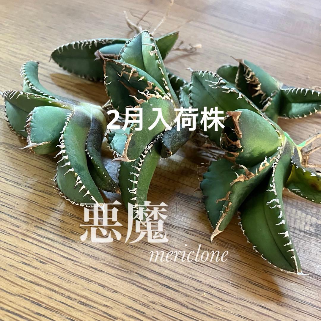 【匿名配送】④選抜　優秀　太棘　アガべ　悪魔TC 上澳園芸　悪魔くん