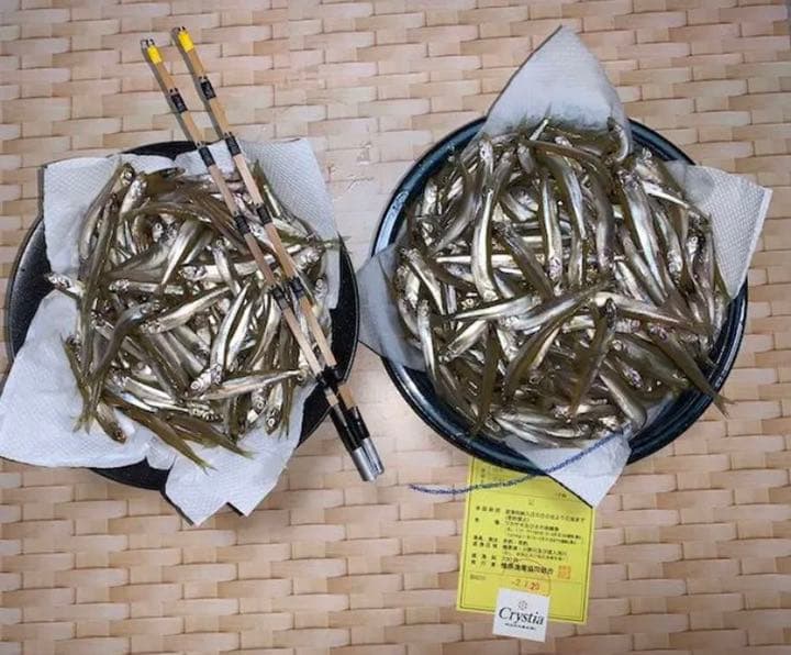 新商品　竹ワカサギ穂先　３００ミリ