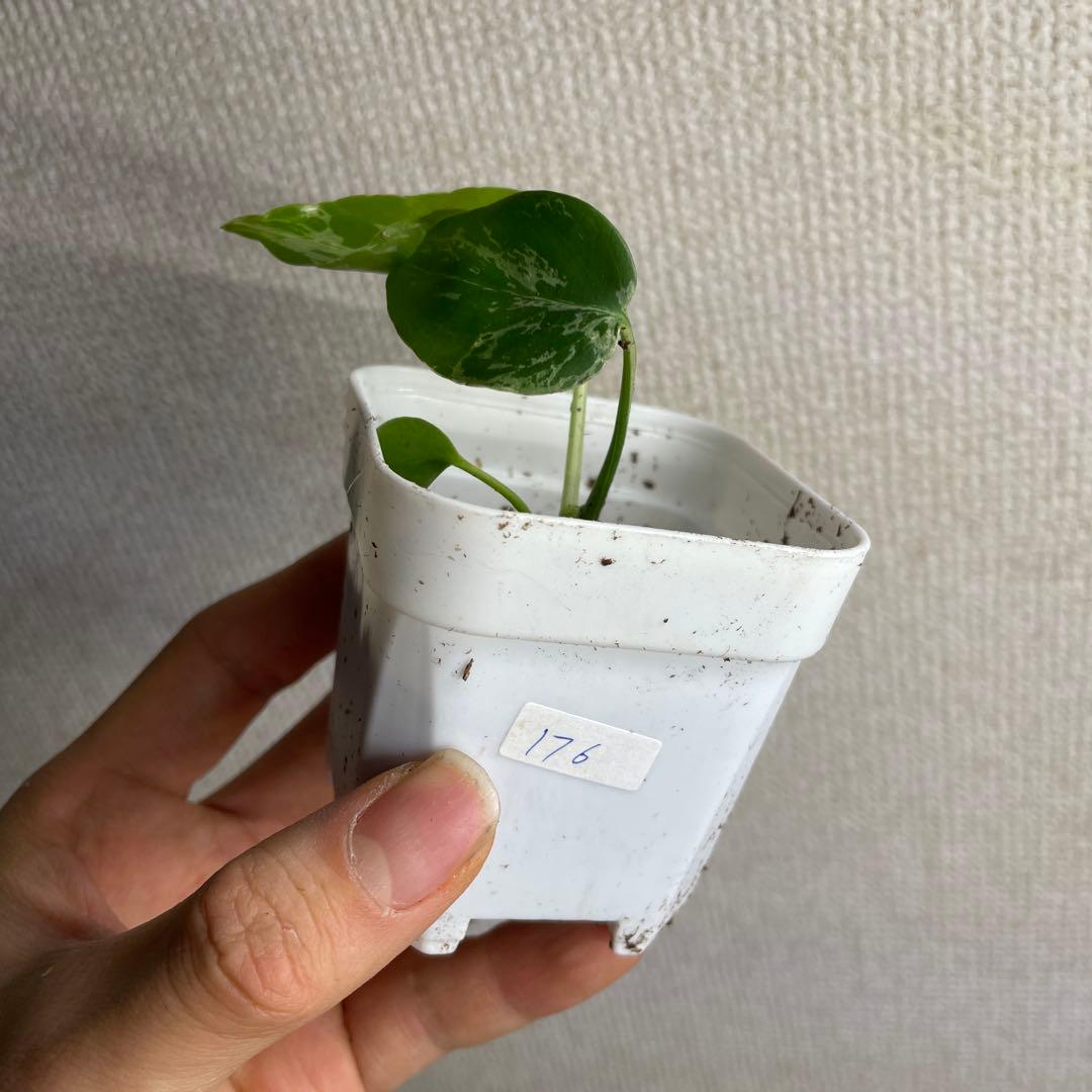 k*u様 モンステラ　デリシオーサ　バルバソー