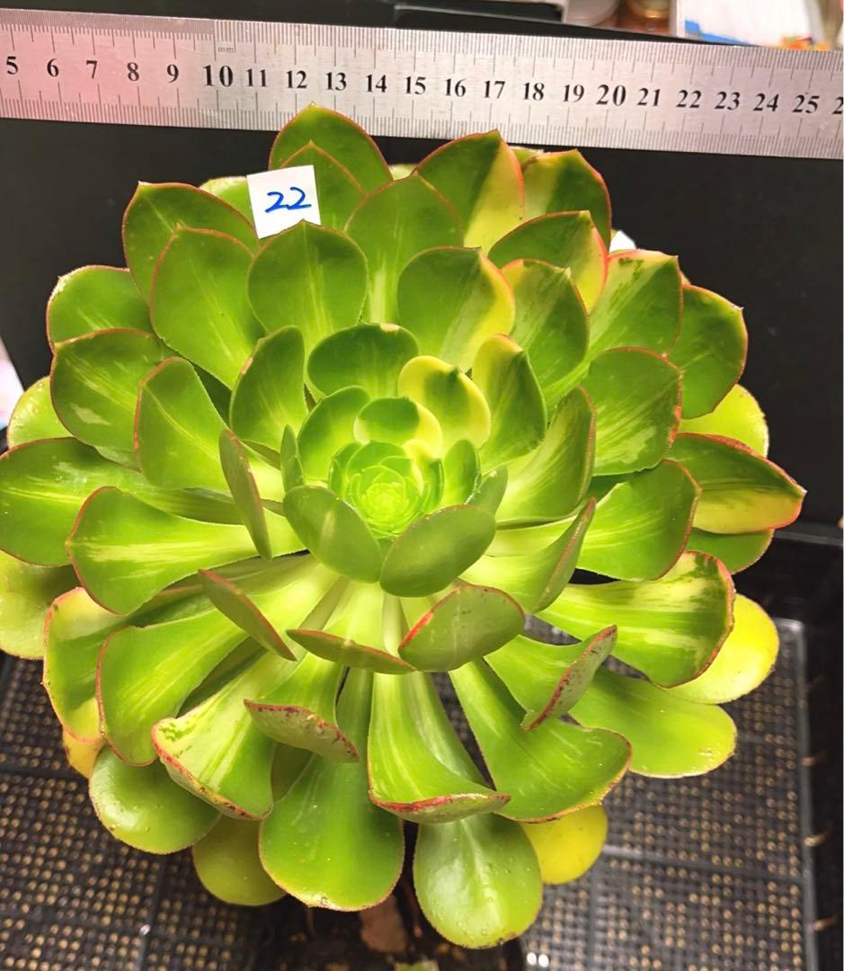 22#多肉植物アエオニウム錦❤️彩蝶 ❤️1大頭22cm拔き苗