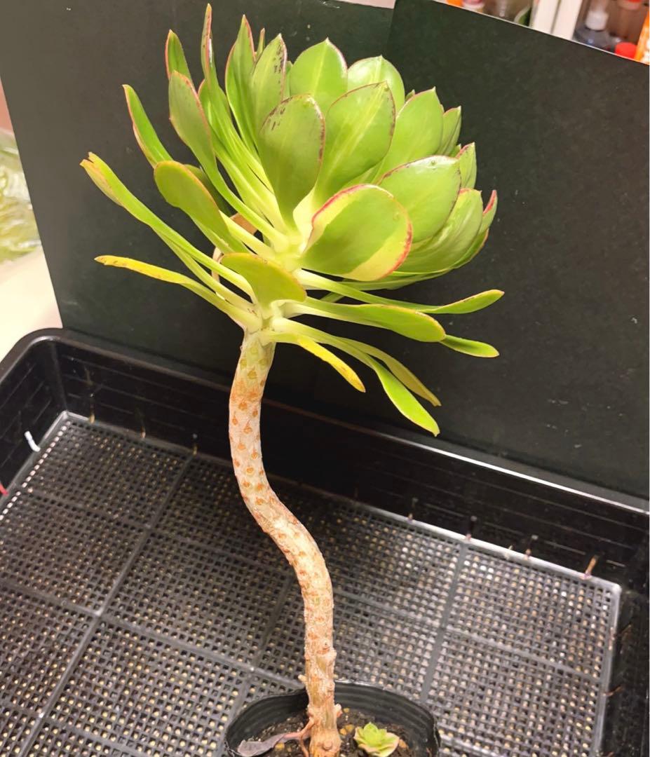 22#多肉植物アエオニウム錦❤️彩蝶 ❤️1大頭22cm拔き苗