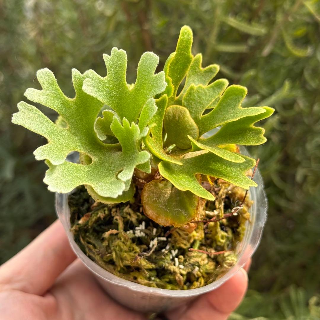 ビカクシダ P.ridleyi dwarf silver 0001