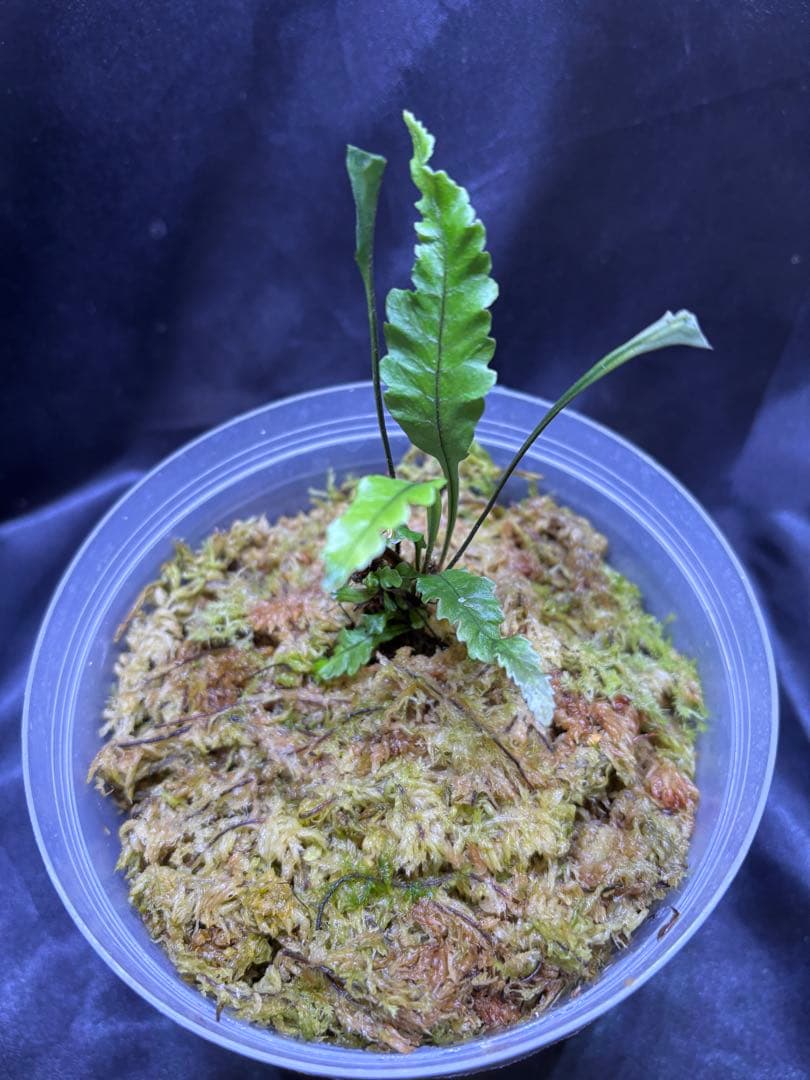 【tanakay便】Campyloneurum sp.Iquitos, Peru