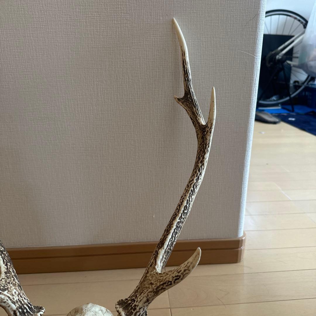 鹿の角 鹿の頭蓋骨 インテリア ニホンジカ 値下げ️⭕️