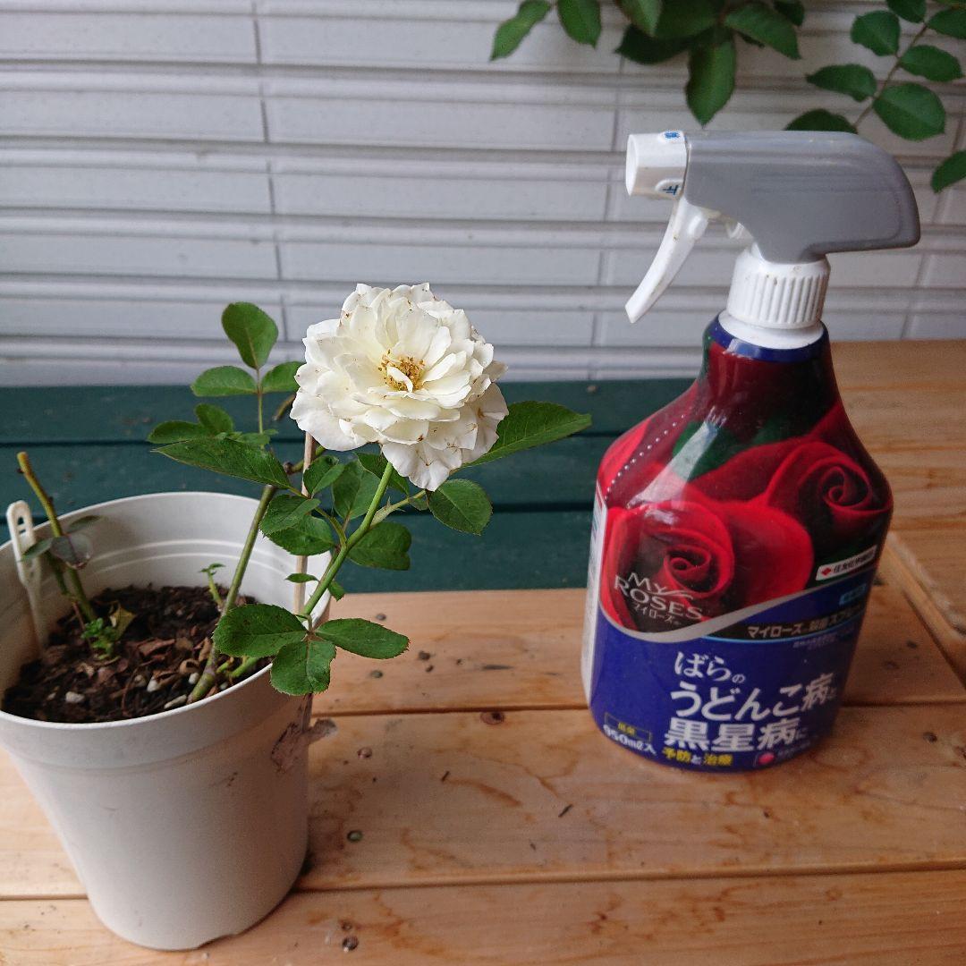 えみです♪ファビュラス♪(’-’*)♪赤ちゃん薔薇苗です♪