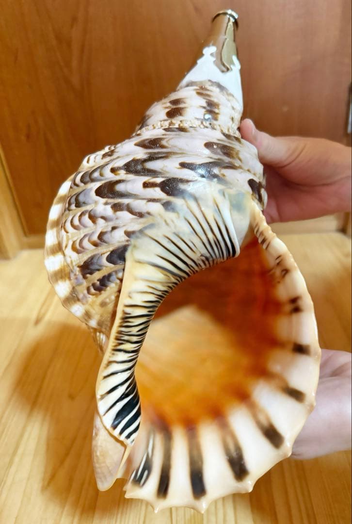 大型修験道法螺貝38.5㎝　山伏　密教　魔除け　熊よけ❣️ホラガイ　ほら貝