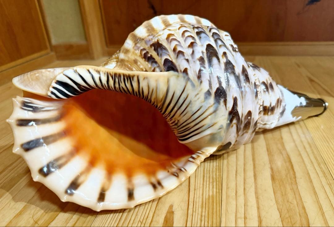 大型修験道法螺貝38.5㎝　山伏　密教　魔除け　熊よけ❣️ホラガイ　ほら貝