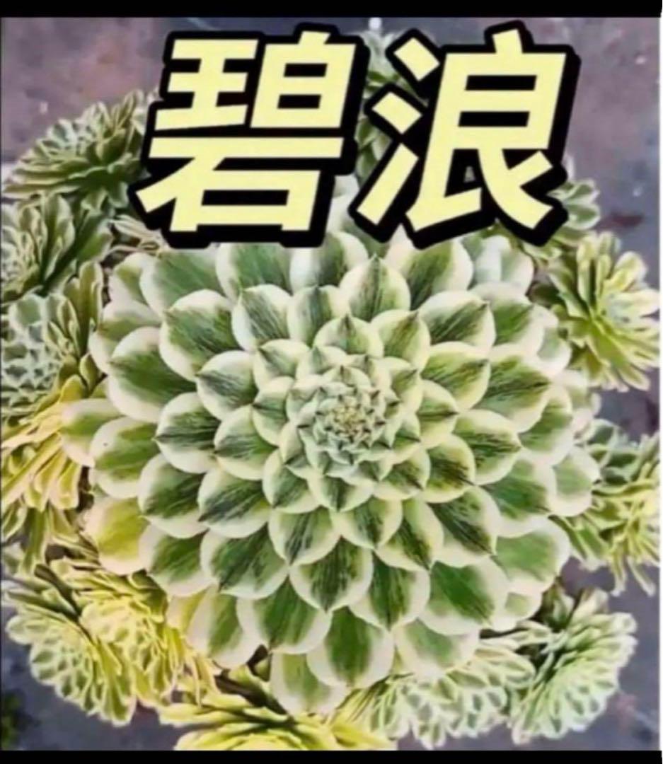 75#多肉植物❤️アエオニウム錦❤️青い波❤️15頭31cm拔き苗