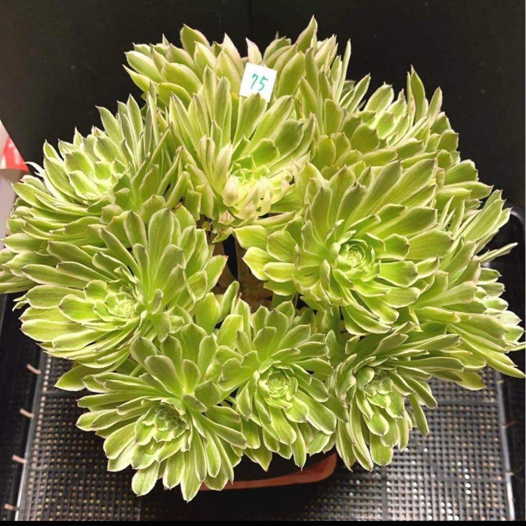 75#多肉植物❤️アエオニウム錦❤️青い波❤️15頭31cm拔き苗