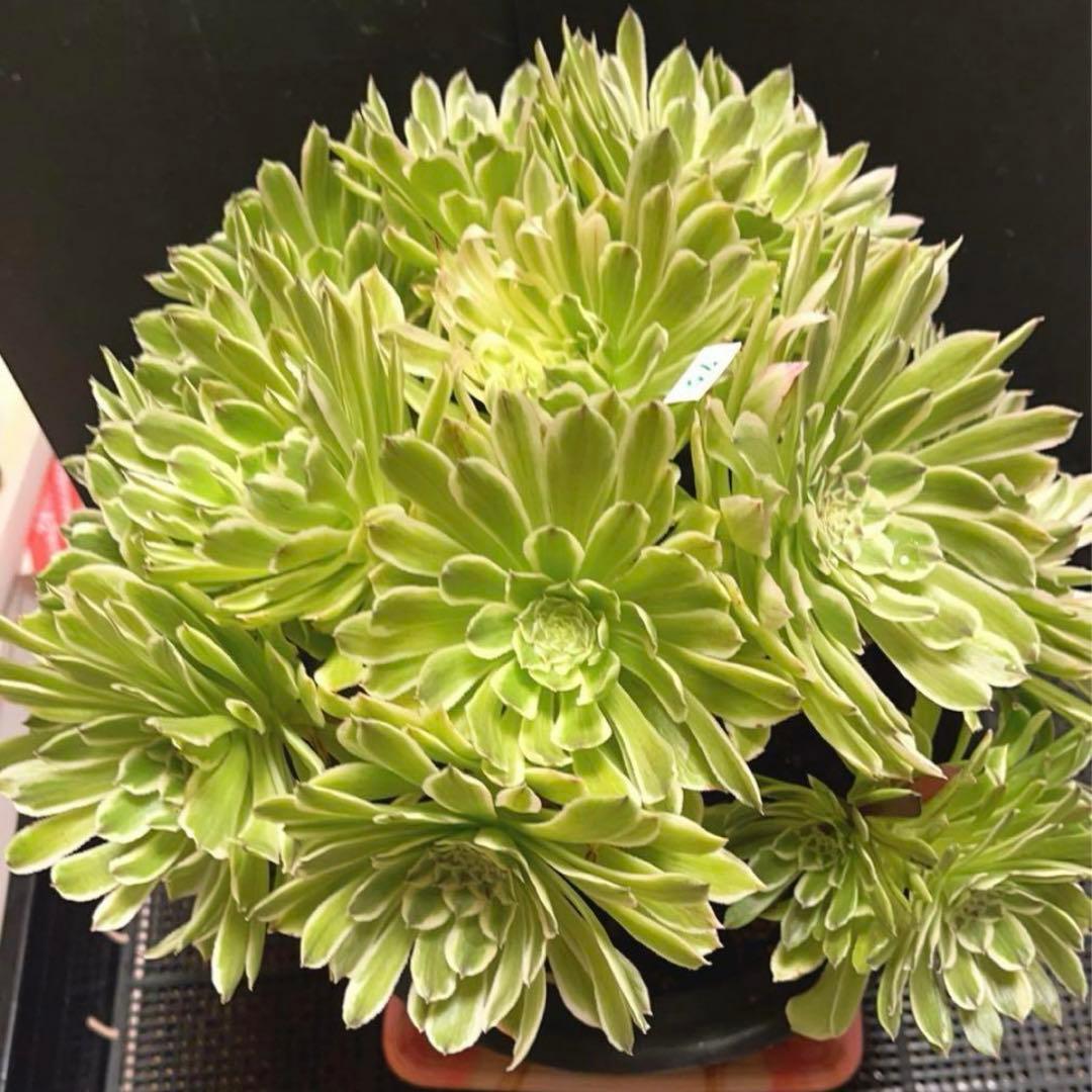 75#多肉植物❤️アエオニウム錦❤️青い波❤️15頭31cm拔き苗