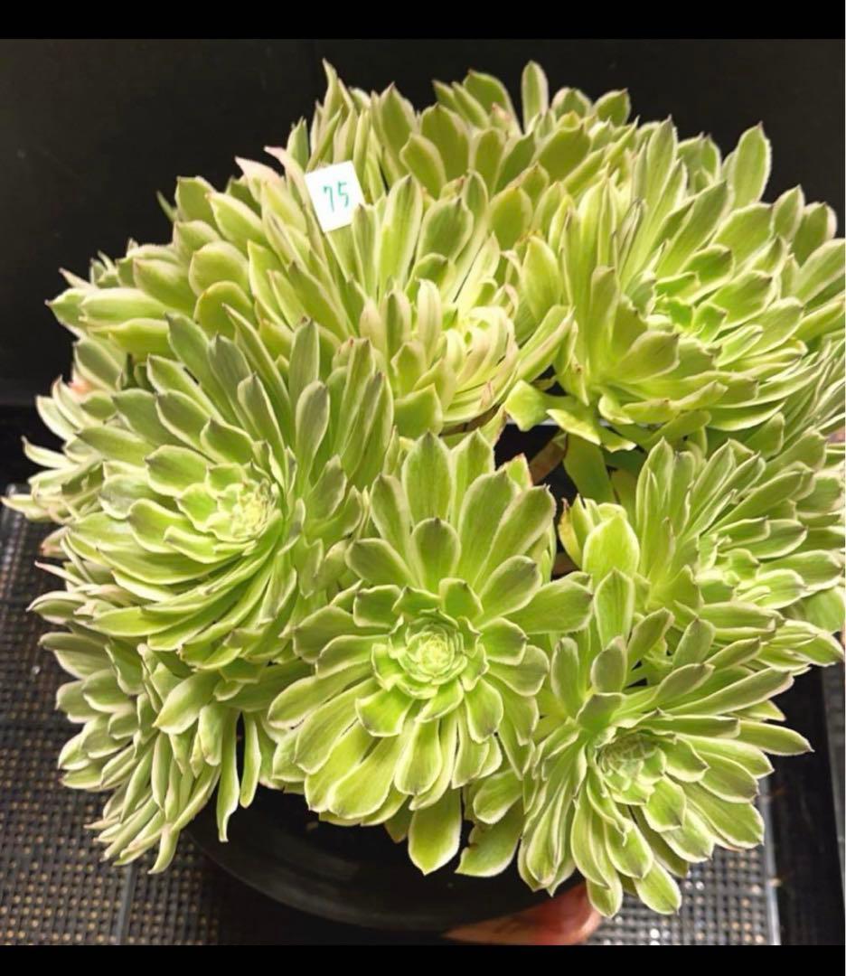 75#多肉植物❤️アエオニウム錦❤️青い波❤️15頭31cm拔き苗