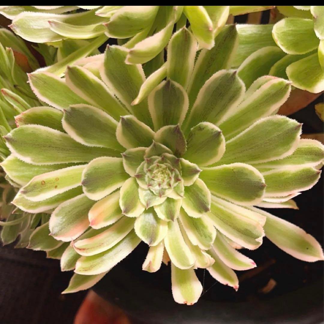 75#多肉植物❤️アエオニウム錦❤️青い波❤️15頭31cm拔き苗