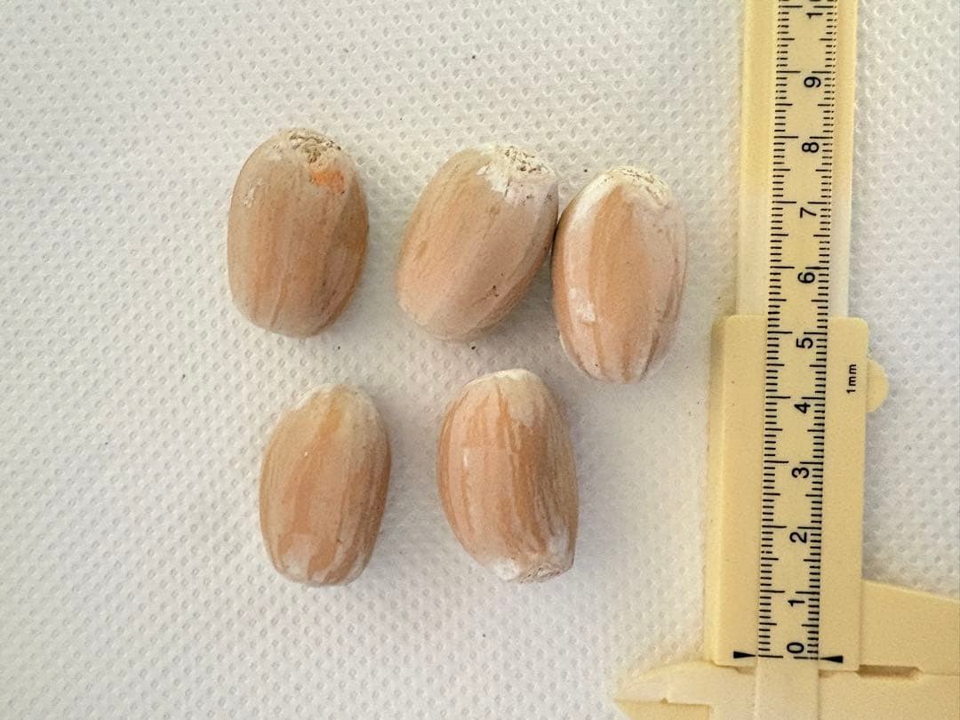 ポ*プ様 連休セール‼️３点限定‼️人気植物 エンセファラルトス・ホリダス（ソテ