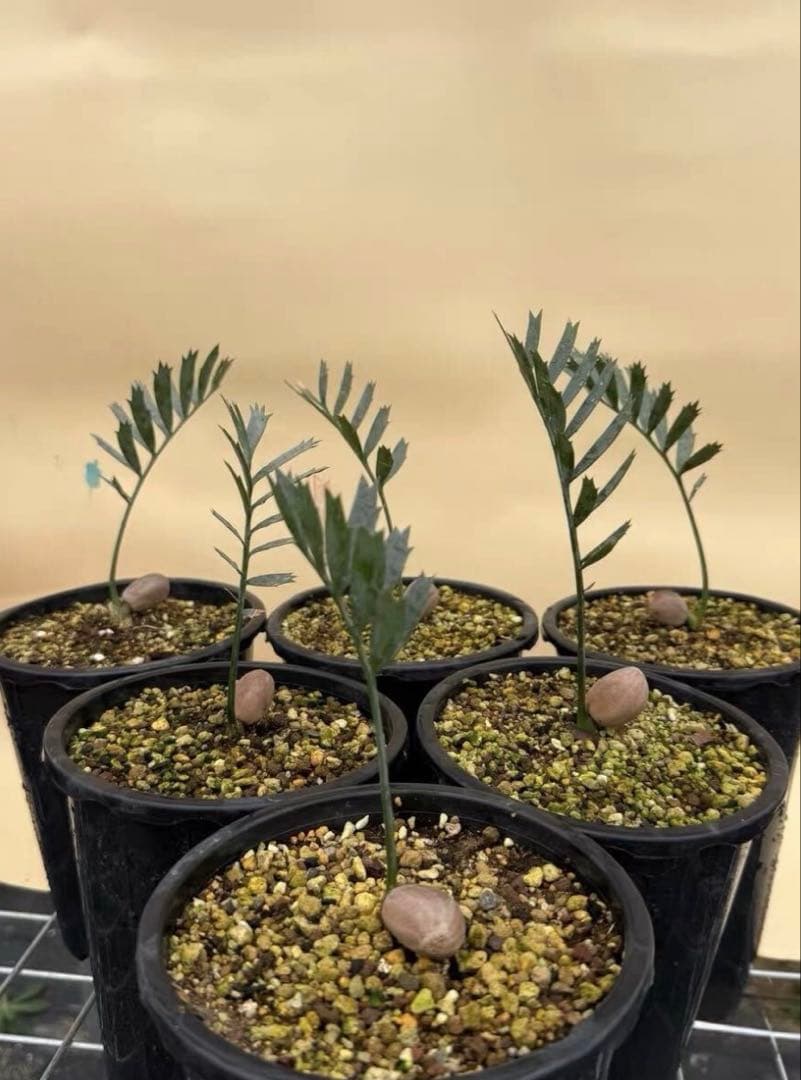 ポ*プ様 連休セール‼️３点限定‼️人気植物 エンセファラルトス・ホリダス（ソテ