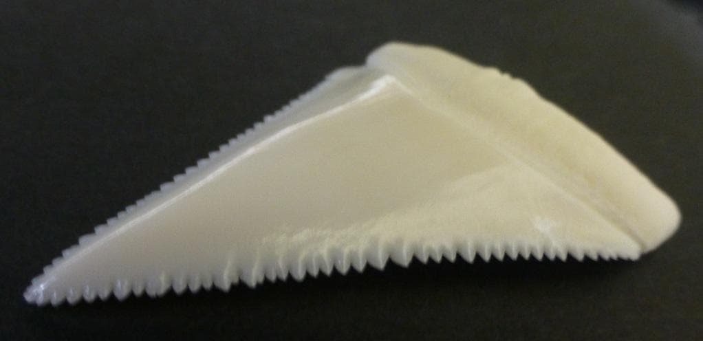 ホホジロザメ（Carcharodon carcharias）の歯48.8ｍm