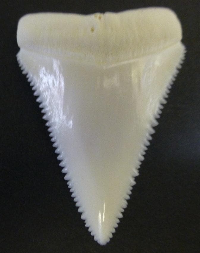 ホホジロザメ（Carcharodon carcharias）の歯48.8ｍm