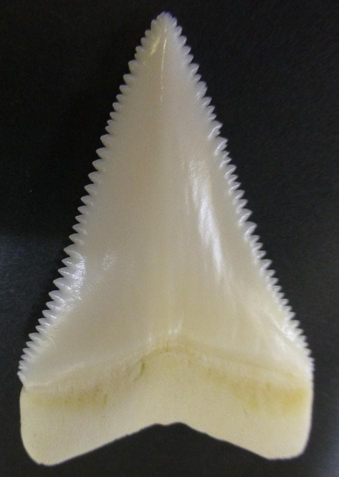 ホホジロザメ（Carcharodon carcharias）の歯48.8ｍm