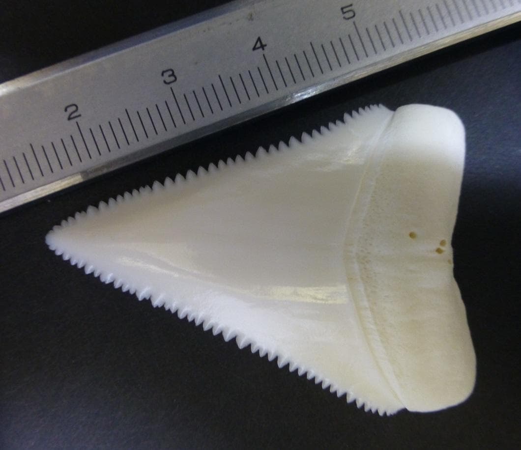 ホホジロザメ（Carcharodon carcharias）の歯48.8ｍm