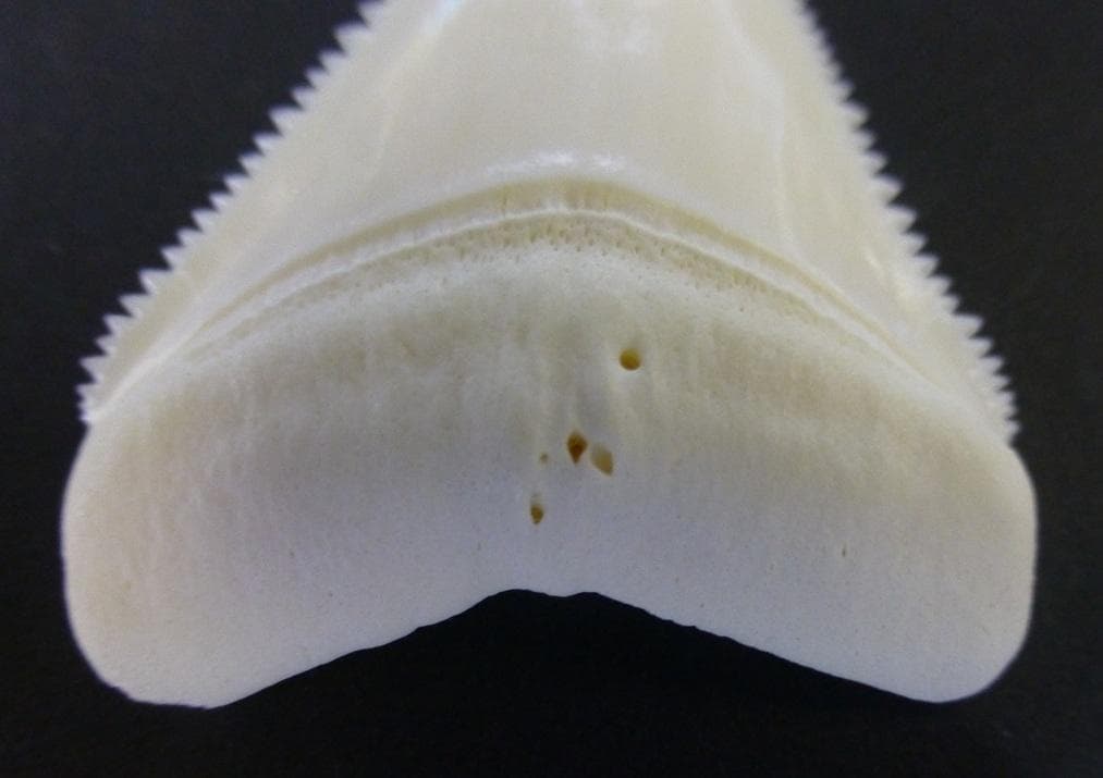ホホジロザメ（Carcharodon carcharias）の歯48.8ｍm