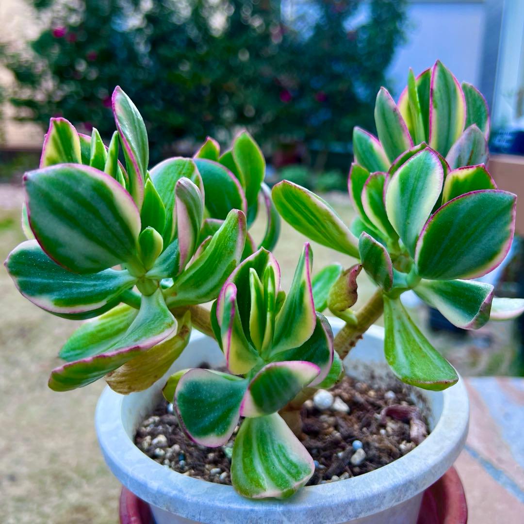 金のなる木　黄金花月　ピンク斑入り　多肉植物　金運★縁起の良い植物