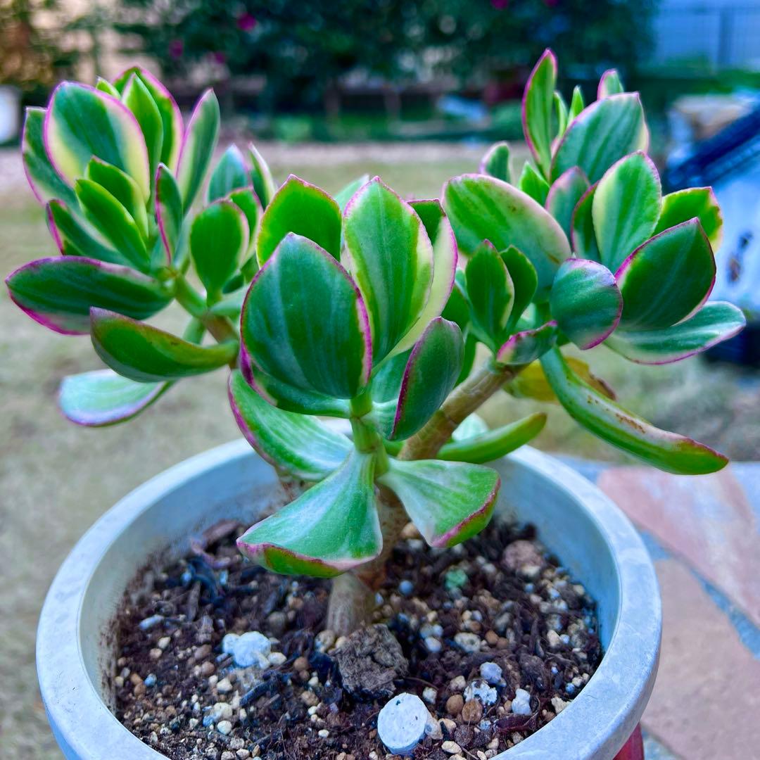 金のなる木　黄金花月　ピンク斑入り　多肉植物　金運★縁起の良い植物