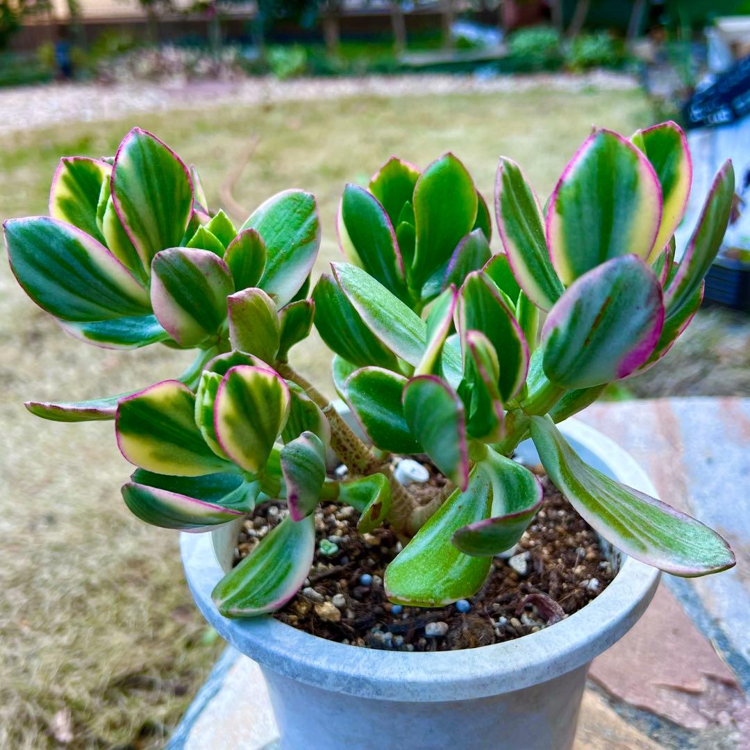 金のなる木　黄金花月　ピンク斑入り　多肉植物　金運★縁起の良い植物
