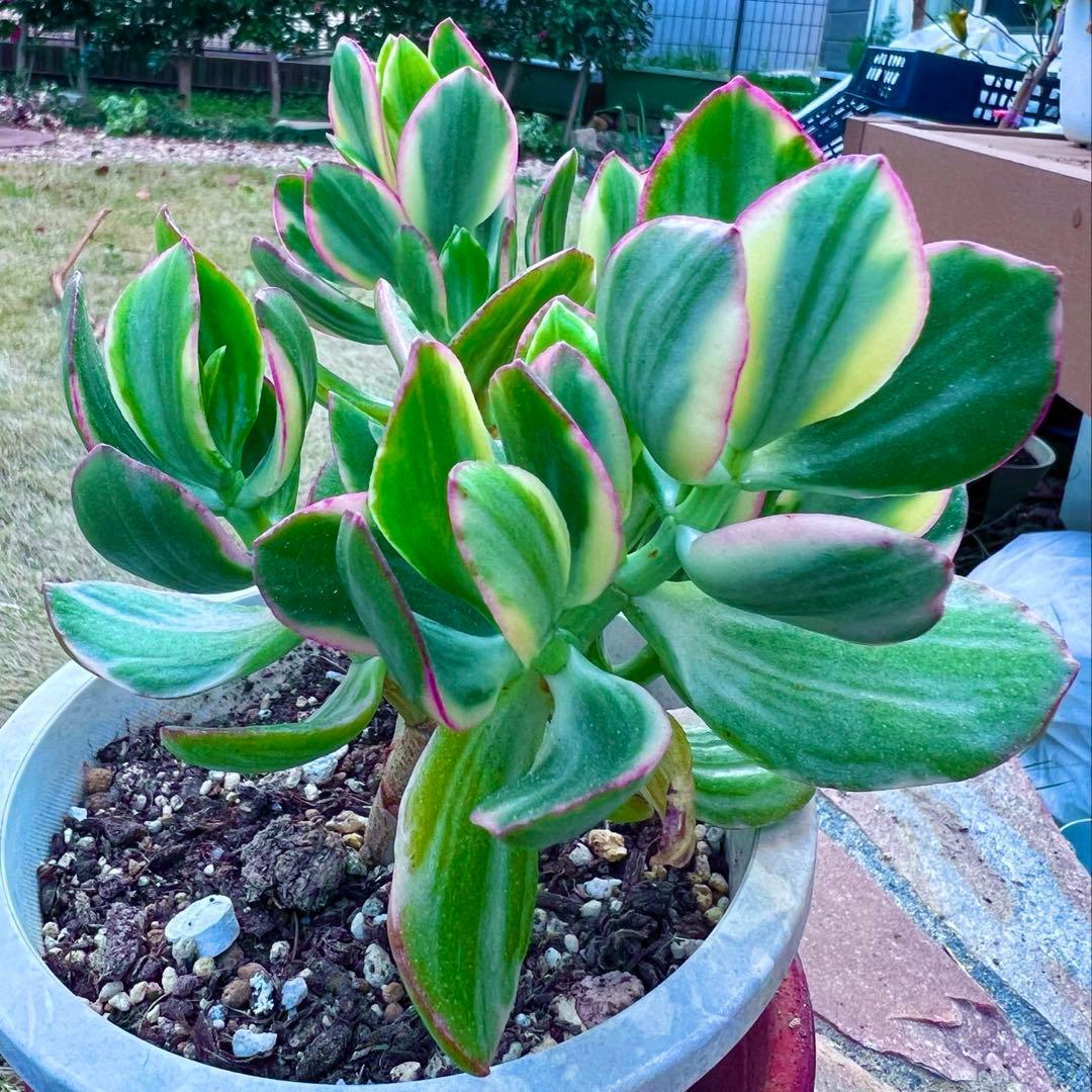 金のなる木　黄金花月　ピンク斑入り　多肉植物　金運★縁起の良い植物