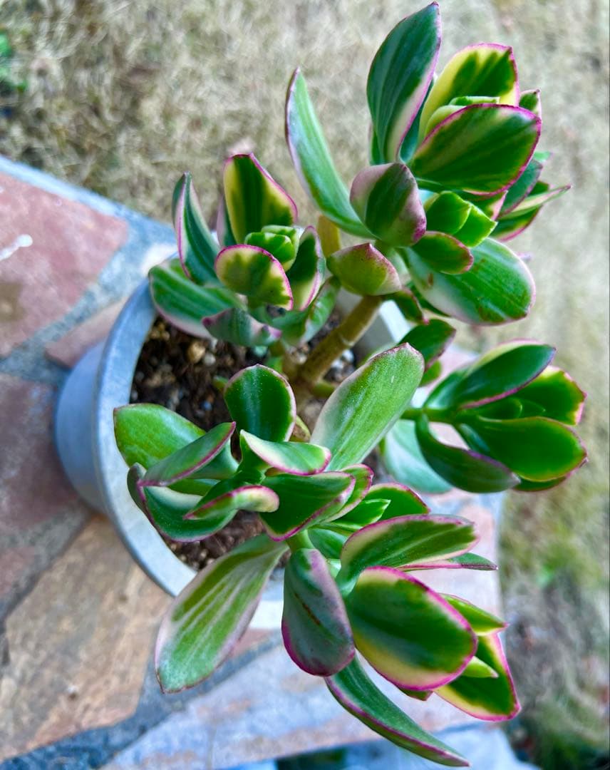 金のなる木　黄金花月　ピンク斑入り　多肉植物　金運★縁起の良い植物