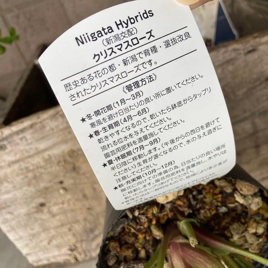 おまとめ2点　クリスマスローズ　開花株　プロフ必読　無言購入禁止です