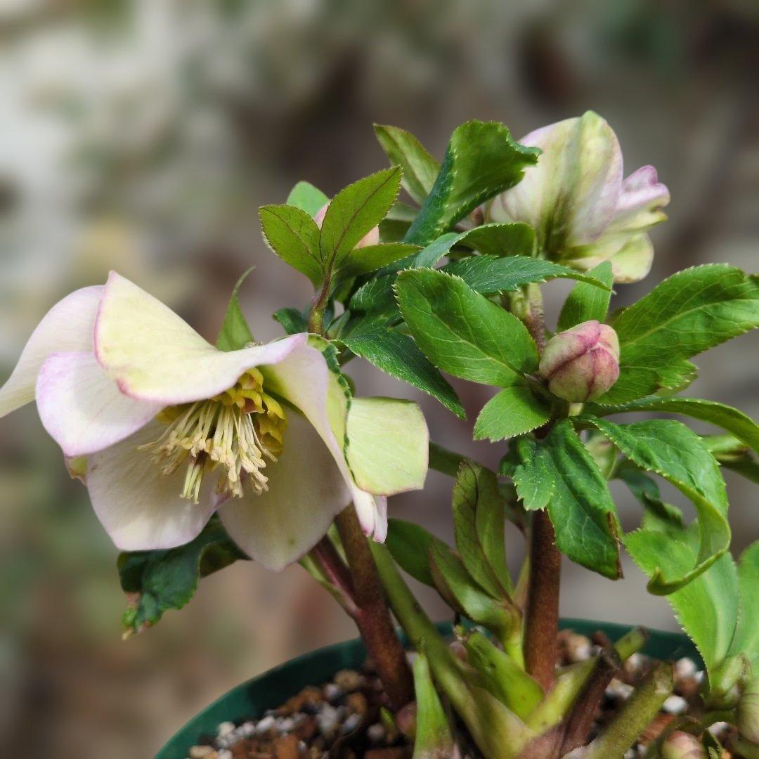大木ナーセリー❤️ クリスマスローズ❤️ デュメ交配❤️