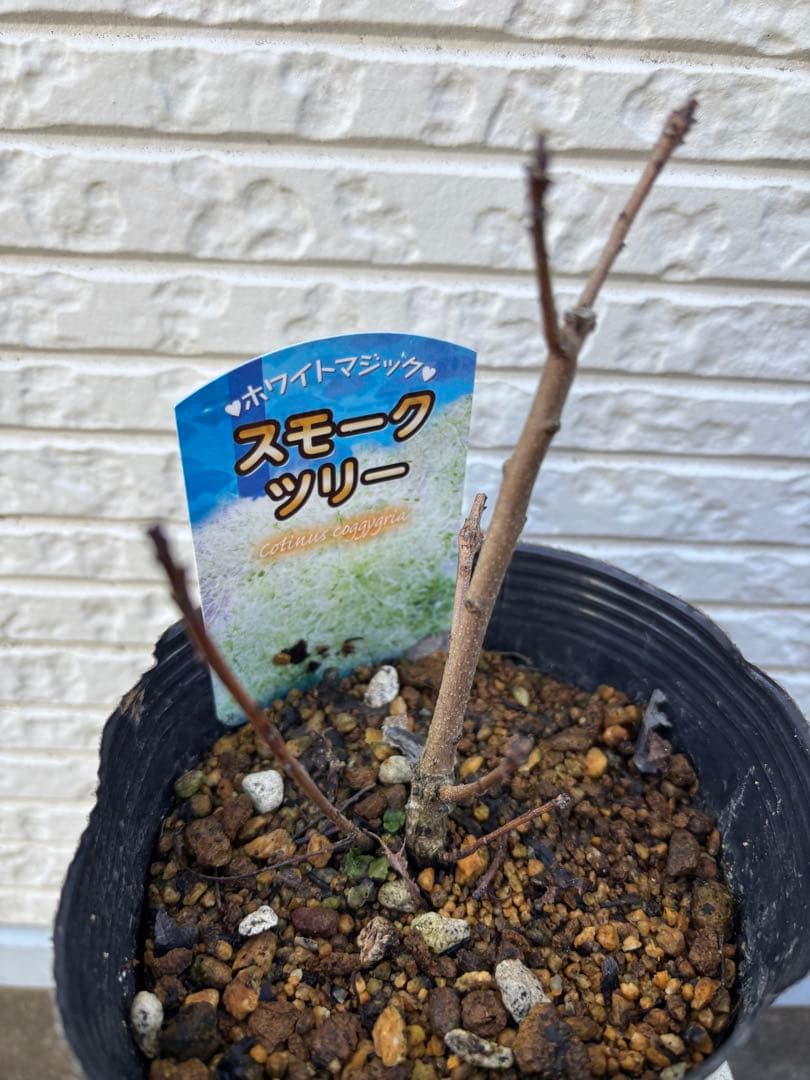 スモークツリー 超希少　苗　ホワイトマジック　白　鉢ごと匿名発送