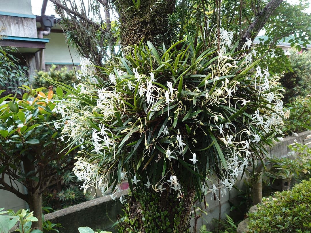 フウラン満開!!（参考！非売品）