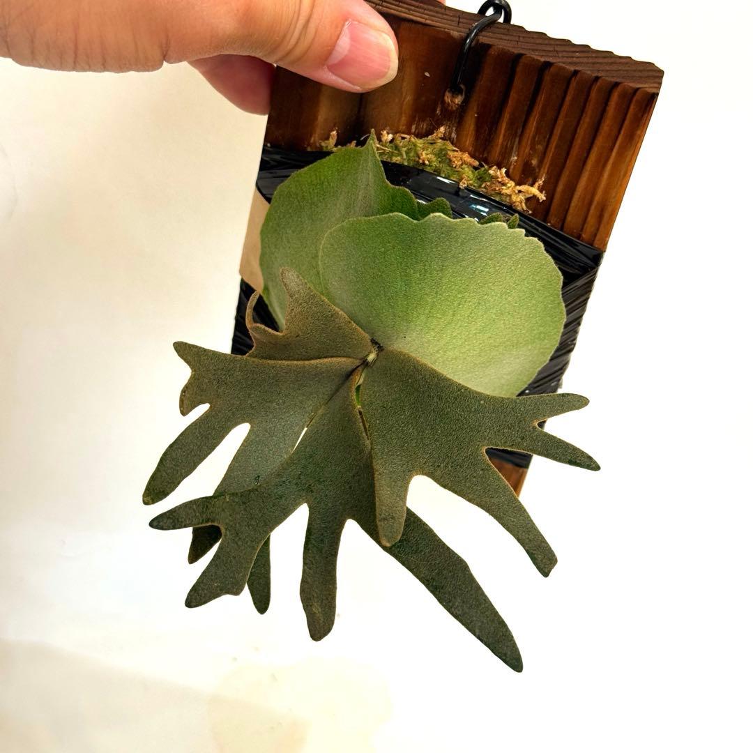 ◆ P.Willinckii ‘OMG’ spore（O-028）