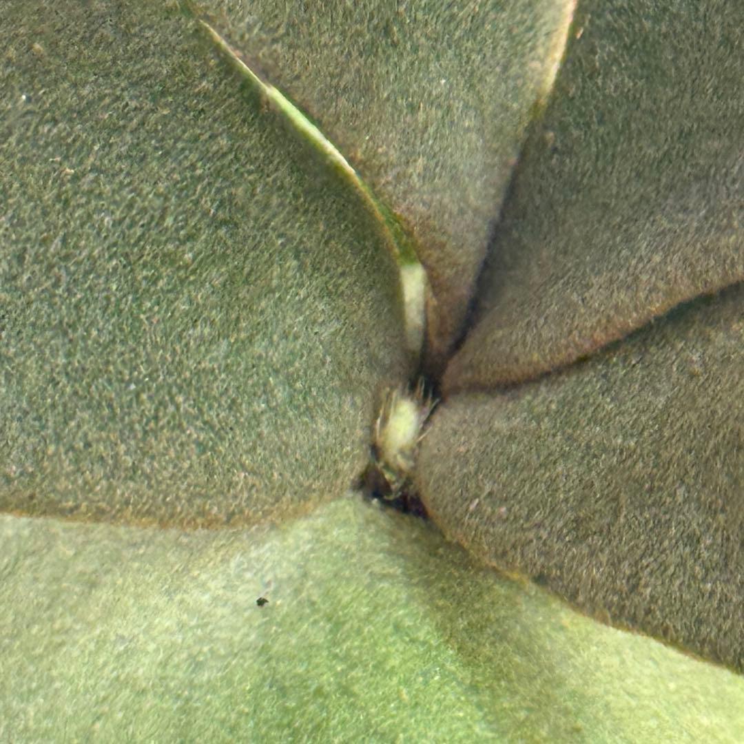 ◆ P.Willinckii ‘OMG’ spore（O-028）