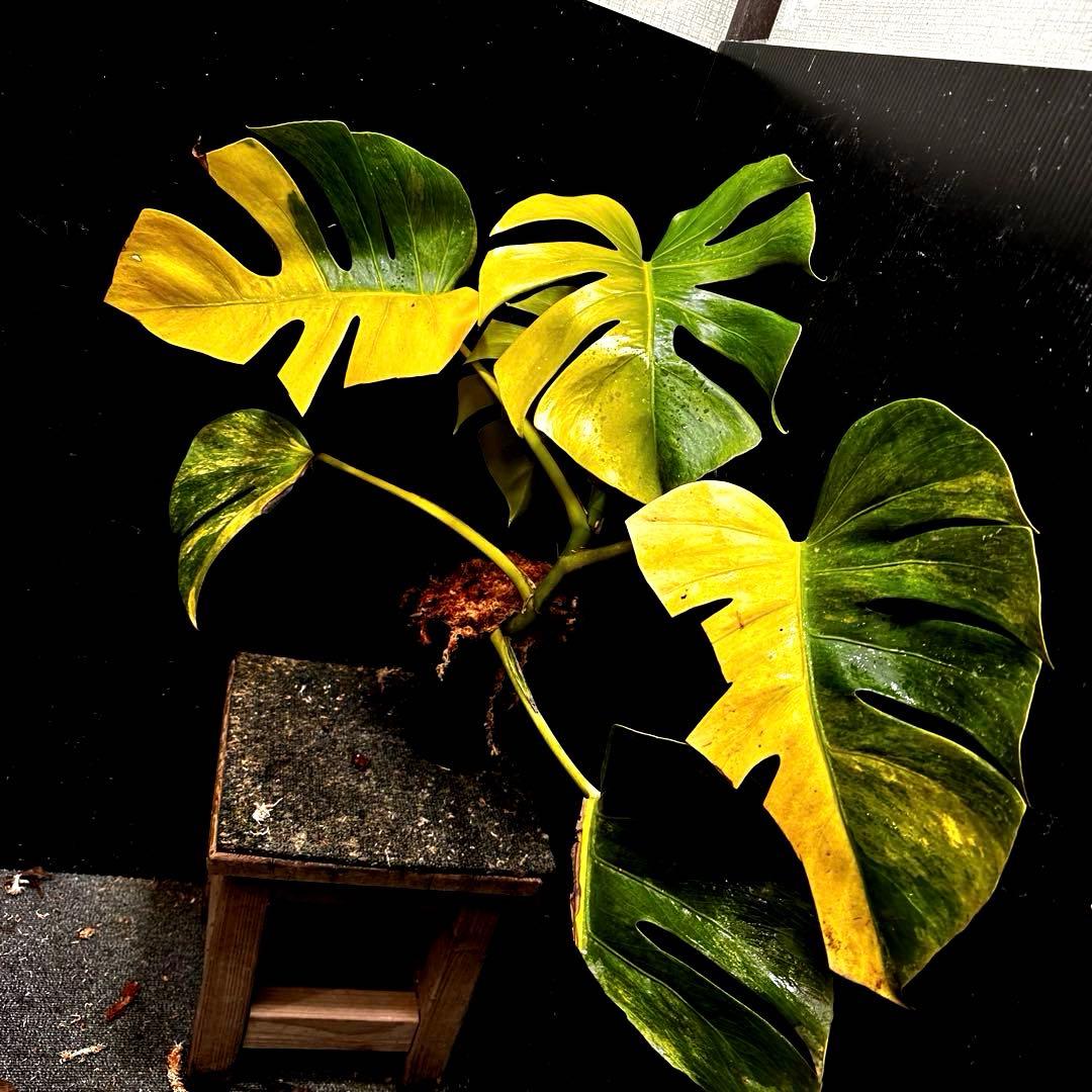 ば*ん様 斑入りモンステラボルシギアナオーレア黄斑4号鉢植え54cm発根済み安心