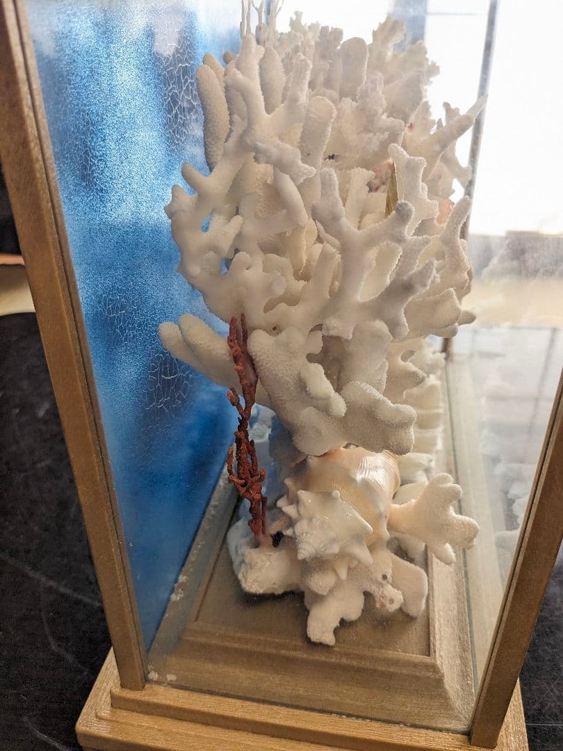 珊瑚礁　飾り珊瑚　ガラスケース付