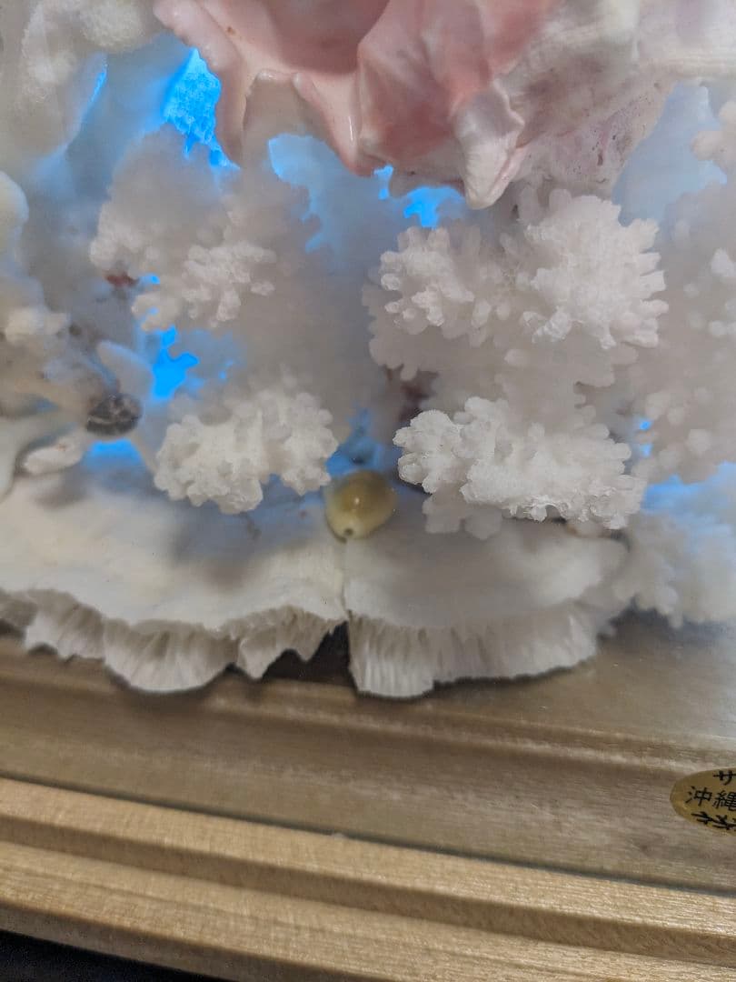 珊瑚礁　飾り珊瑚　ガラスケース付