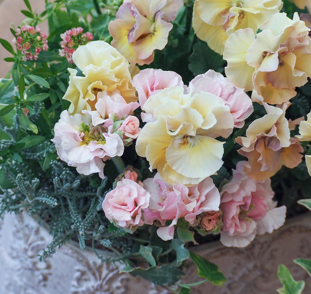 アチュードのキュートで可憐な寄せ植え