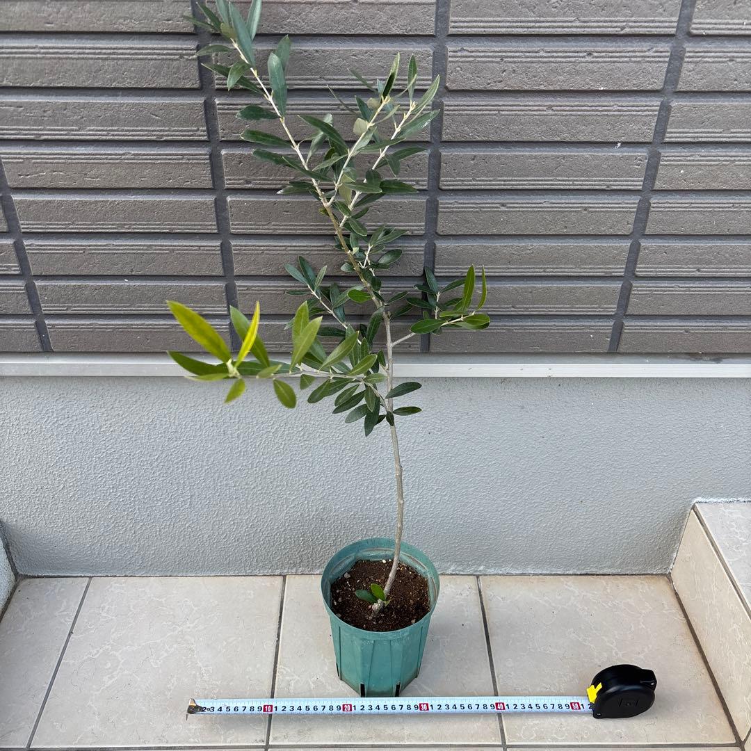 希少品種　オリーブ　アザパ　苗木　80センチ