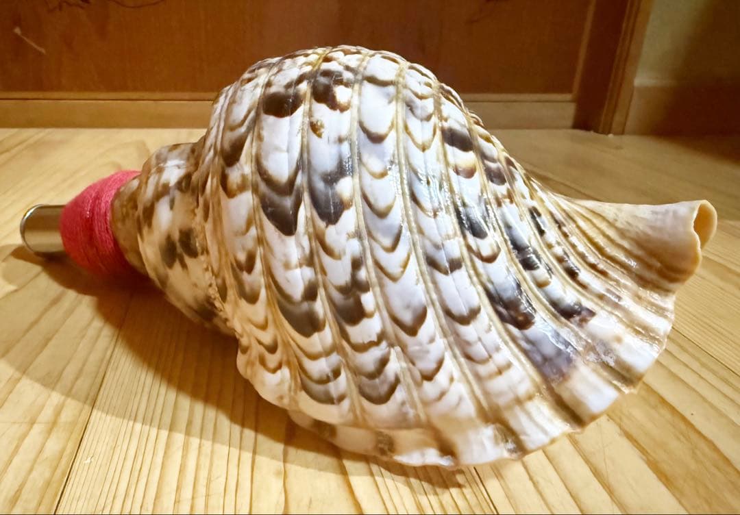 法螺貝　ほら貝　ホラガイ❣️