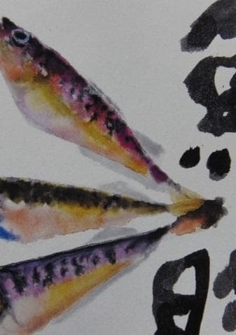 片岡鶴太郎、【はたはた三昧】、希少な額装用画集より、美品、日本人画家