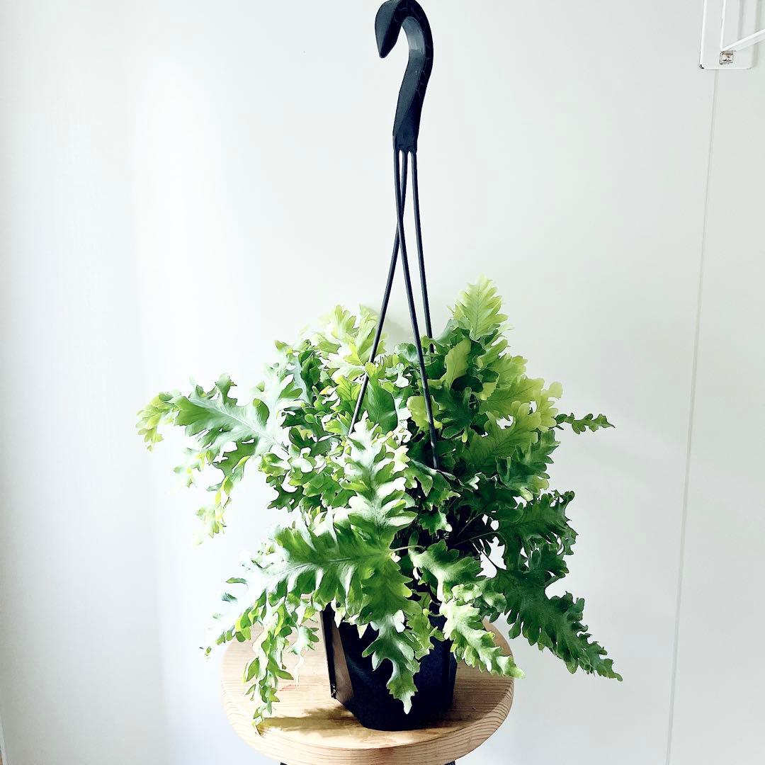 登録品種 フレボディウム ダバナ 観葉植物 吊り下げ calm cafe61