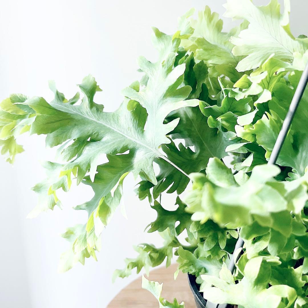 登録品種 フレボディウム ダバナ 観葉植物 吊り下げ calm cafe61